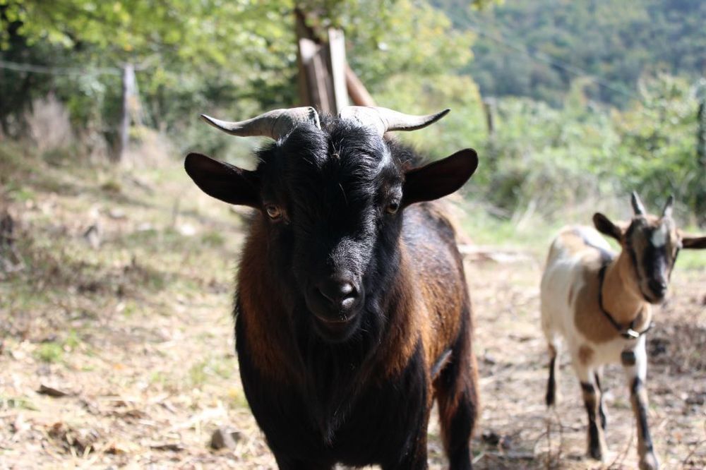 Agriturismo Casentino - Fattoria Ventrina Martina Dış mekan fotoğraf